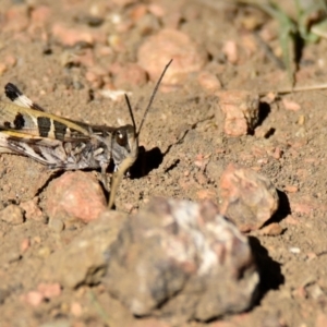 Oedaleus australis at Woodstock Nature Reserve - 23 Apr 2024