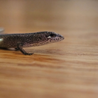 Saproscincus mustelinus (Weasel Skink) at Braidwood, NSW - 23 Apr 2024 by MatthewFrawley