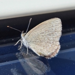 Zizina otis (Common Grass-Blue) at Braidwood, NSW - 23 Apr 2024 by MatthewFrawley