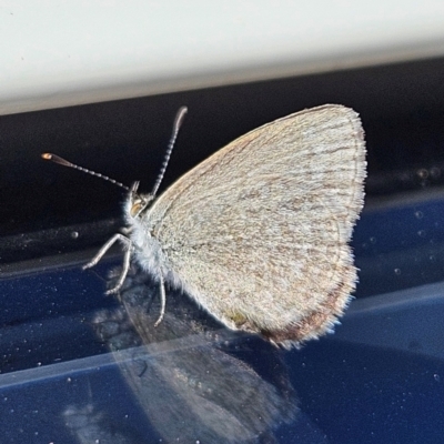 Zizina otis (Common Grass-Blue) at Braidwood, NSW - 23 Apr 2024 by MatthewFrawley