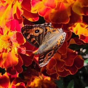 Junonia villida at QPRC LGA - 23 Apr 2024 12:26 PM