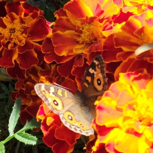 Junonia villida at QPRC LGA - 23 Apr 2024 12:26 PM