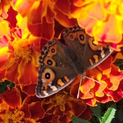 Junonia villida at QPRC LGA - 23 Apr 2024 12:26 PM