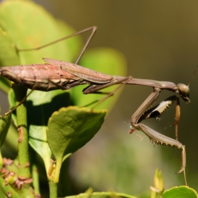 Archimantis sp. (genus) at Evatt, ACT - 22 Apr 2024 by Thurstan