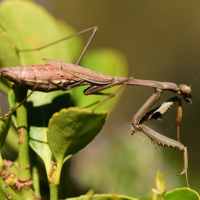 Unidentified Praying mantis (Mantodea) at Evatt, ACT - 22 Apr 2024 by Thurstan