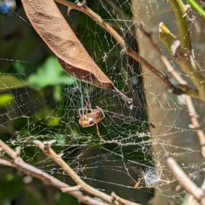 Phonognatha graeffei (Leaf Curling Spider) at Florey, ACT - 21 Apr 2024 by rbannister