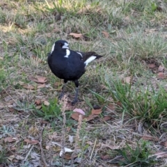 Gymnorhina tibicen (Australian Magpie) at Lawson, ACT - 19 Apr 2024 by rbannister