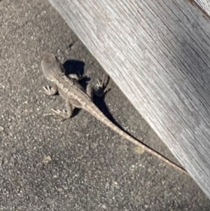 Amphibolurus muricatus at QPRC LGA - 23 Apr 2024