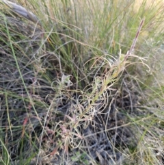 Epilobium billardiereanum subsp. cinereum (Variable Willow-herb) at Captains Flat, NSW - 23 Apr 2024 by Csteele4