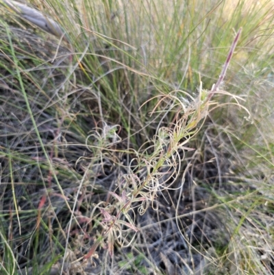 Epilobium billardiereanum subsp. cinereum (Variable Willow-herb) at QPRC LGA - 23 Apr 2024 by Csteele4