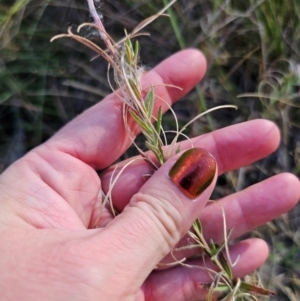 Epilobium billardiereanum subsp. cinereum at QPRC LGA - 23 Apr 2024