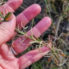 Epilobium billardiereanum subsp. cinereum at QPRC LGA - 23 Apr 2024 02:30 PM