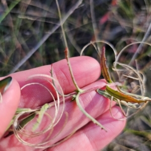 Epilobium billardiereanum subsp. cinereum at QPRC LGA - 23 Apr 2024