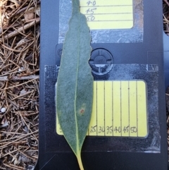 Eucalyptus burgessiana at Red Hill, ACT - 23 Apr 2024