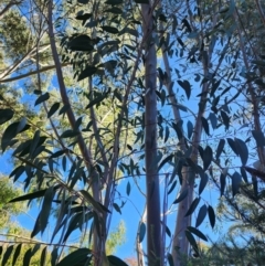 Eucalyptus burgessiana at Red Hill, ACT - 23 Apr 2024