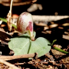 Corybas aconitiflorus (Spurred Helmet Orchid) at Fitzroy Falls - 23 Apr 2024 by Snowflake