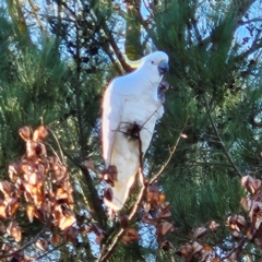 Cacatua galerita (Sulphur-crested Cockatoo) at Braidwood, NSW - 23 Apr 2024 by MatthewFrawley