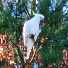 Cacatua galerita at QPRC LGA - 23 Apr 2024