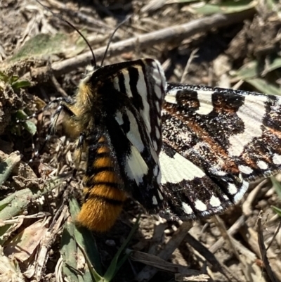 Apina callisto (Pasture Day Moth) at Yarralumla, ACT - 23 Apr 2024 by AJB