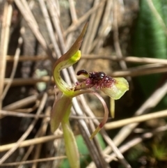 Chiloglottis seminuda (Turtle Orchid) at Acton, ACT - 11 Feb 2024 by AJB