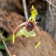 Chiloglottis seminuda at suppressed - suppressed