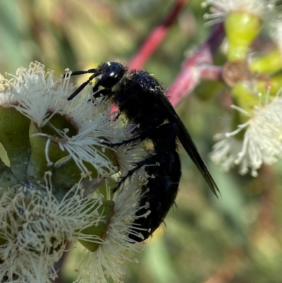 Austroscolia soror (Blue Flower Wasp) at Yarralumla, ACT - 23 Apr 2024 by AJB