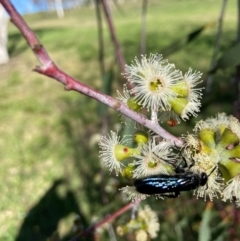 Austroscolia soror at National Arboretum Forests - 23 Apr 2024 02:17 PM