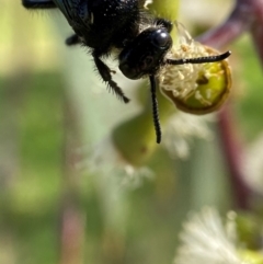 Austroscolia soror at National Arboretum Forests - 23 Apr 2024 02:17 PM