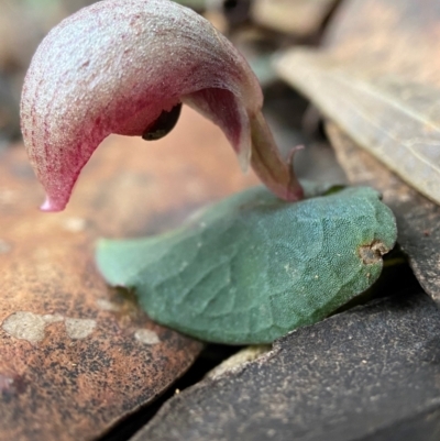 Corybas aconitiflorus (Spurred Helmet Orchid) at Morton National Park - 9 Apr 2024 by AJB