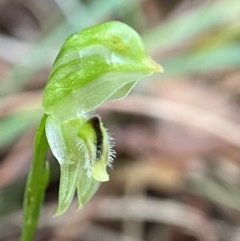 Pterostylis longifolia (Tall Greenhood) at Morton National Park - 9 Apr 2024 by AJB