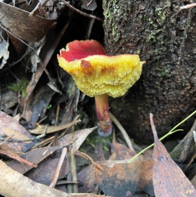 Unidentified Cap on a stem; pores below cap [boletes & stemmed polypores] at Fitzroy Falls, NSW - 9 Apr 2024 by AJB