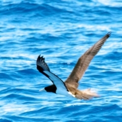 Sula leucogaster at Undefined - 11 Aug 2020 12:28 PM