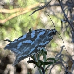 Technitis technitis at Mount Majura - 21 Apr 2024