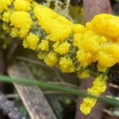 Myxomycete-plasmodium(class) (A slime mould) at South East Forest National Park - 8 Jan 2024 by AJB