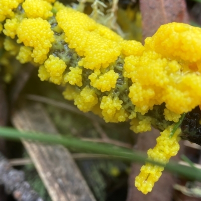 Myxomycete-plasmodium(class) (A slime mould) at South East Forest National Park - 8 Jan 2024 by AJB