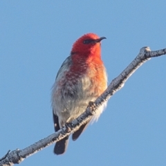 Myzomela sanguinolenta (Scarlet Honeyeater) at Calavos, QLD - 11 Aug 2020 by Petesteamer