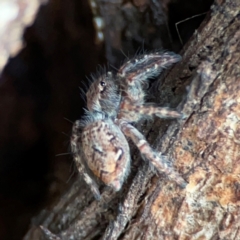 Servaea sp. (genus) (Unidentified Servaea jumping spider) at Lake Burley Griffin Central/East - 22 Apr 2024 by Hejor1