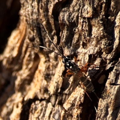 Glabridorsum stokesii (A parasitic wasp) at Russell, ACT - 22 Apr 2024 by Hejor1