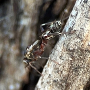 Ichneumonoidea (Superfamily) at Russell, ACT - 22 Apr 2024