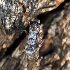 Ichneumonoidea (Superfamily) at Russell, ACT - 22 Apr 2024 04:31 PM