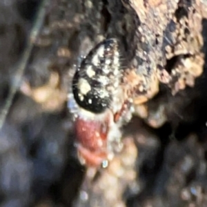 Mutillidae (family) at Russell, ACT - 22 Apr 2024