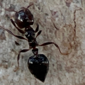 Crematogaster sp. (genus) at Russell, ACT - 22 Apr 2024