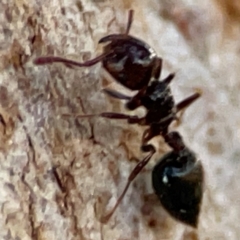 Crematogaster sp. (genus) at Russell, ACT - 22 Apr 2024