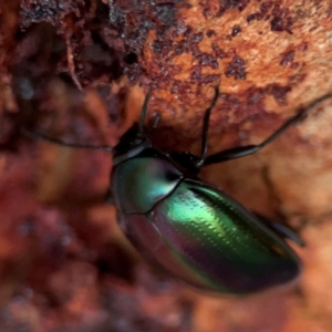 Chalcopteroides sp. (genus) at Russell, ACT - 22 Apr 2024