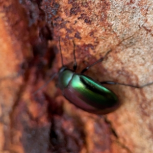 Chalcopteroides sp. (genus) at Russell, ACT - 22 Apr 2024