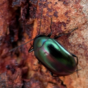 Chalcopteroides sp. (genus) at Russell, ACT - 22 Apr 2024