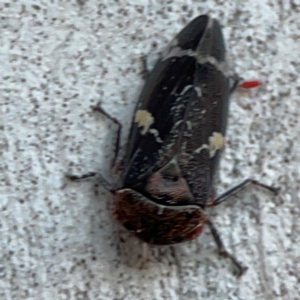 Eurymeloides punctata at Russell, ACT - 22 Apr 2024