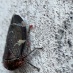 Eurymeloides punctata at Russell, ACT - 22 Apr 2024