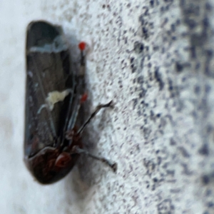 Eurymeloides punctata at Russell, ACT - 22 Apr 2024