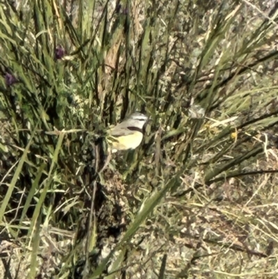 Acanthiza chrysorrhoa (Yellow-rumped Thornbill) at Yarralumla, ACT - 22 Apr 2024 by lbradley